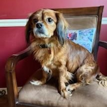 Enlarge Bazooka, an adopted mixed breed in Tulsa, OK image 3/5