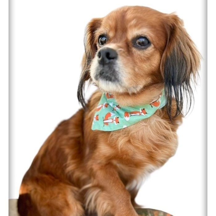 Enlarge Bazooka, an adopted mixed breed in Tulsa, OK image 1/5