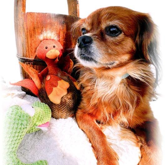 Enlarge Bazooka, an adopted mixed breed in Tulsa, OK image 2/5