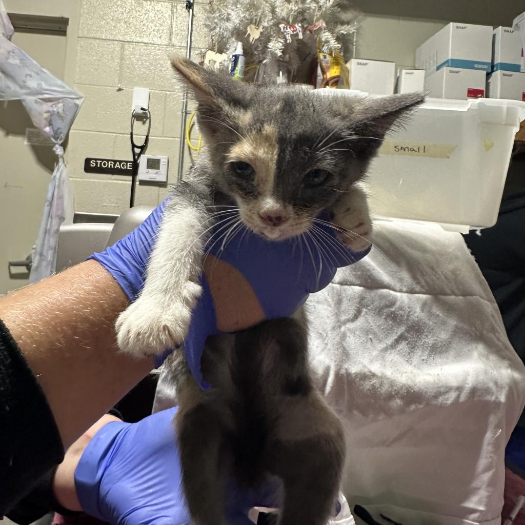 Rosemary(Luna), Adoptable, Young Female Domestic Short Hair.