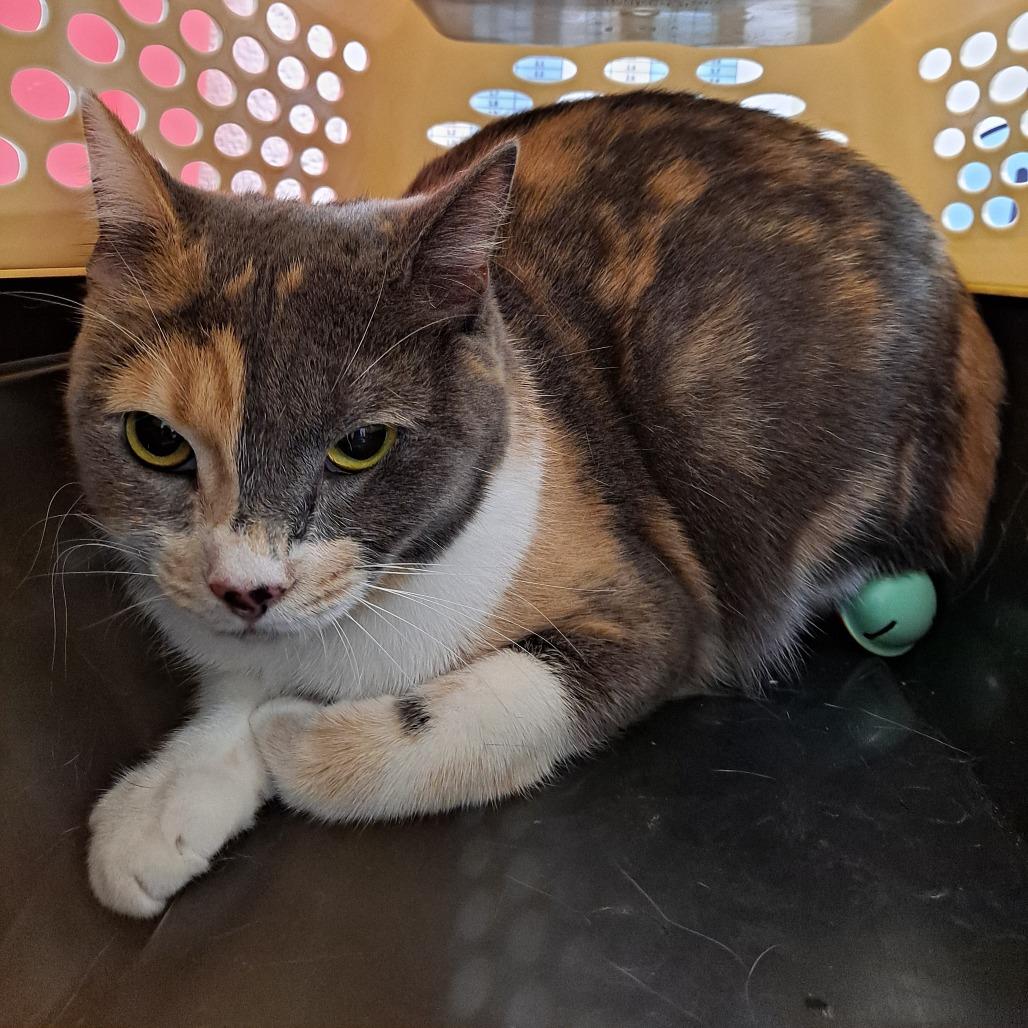 Enlarge Rosemary(Luna), a Adoptable Domestic Short Hair in Milton, FL image 2/4