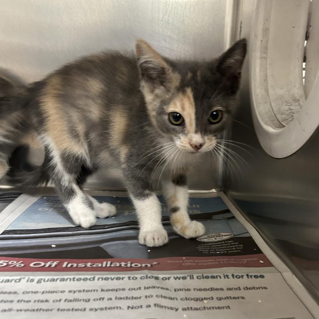 Enlarge Rosemary(Luna), a Adoptable Domestic Short Hair in Milton, FL image 3/4