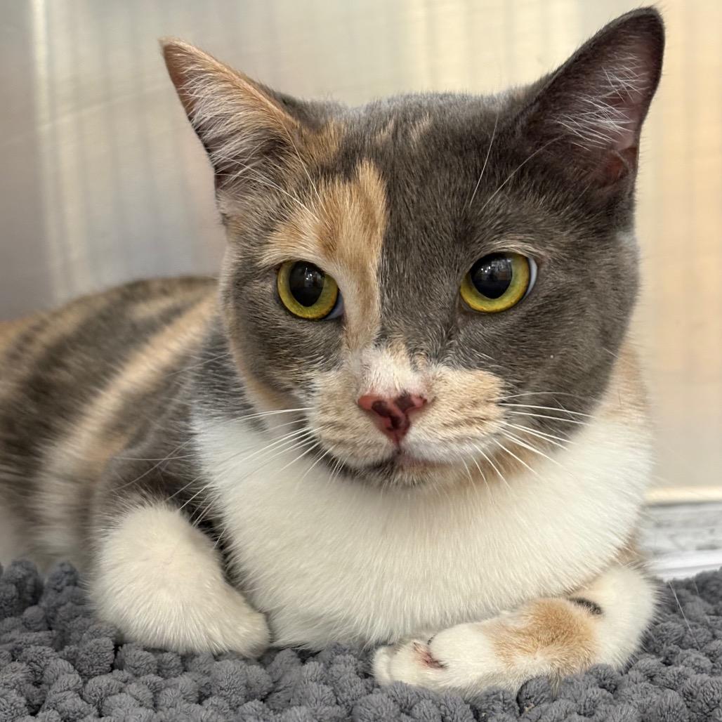 Enlarge Rosemary(Luna), a Adoptable Domestic Short Hair in Milton, FL image 4/4