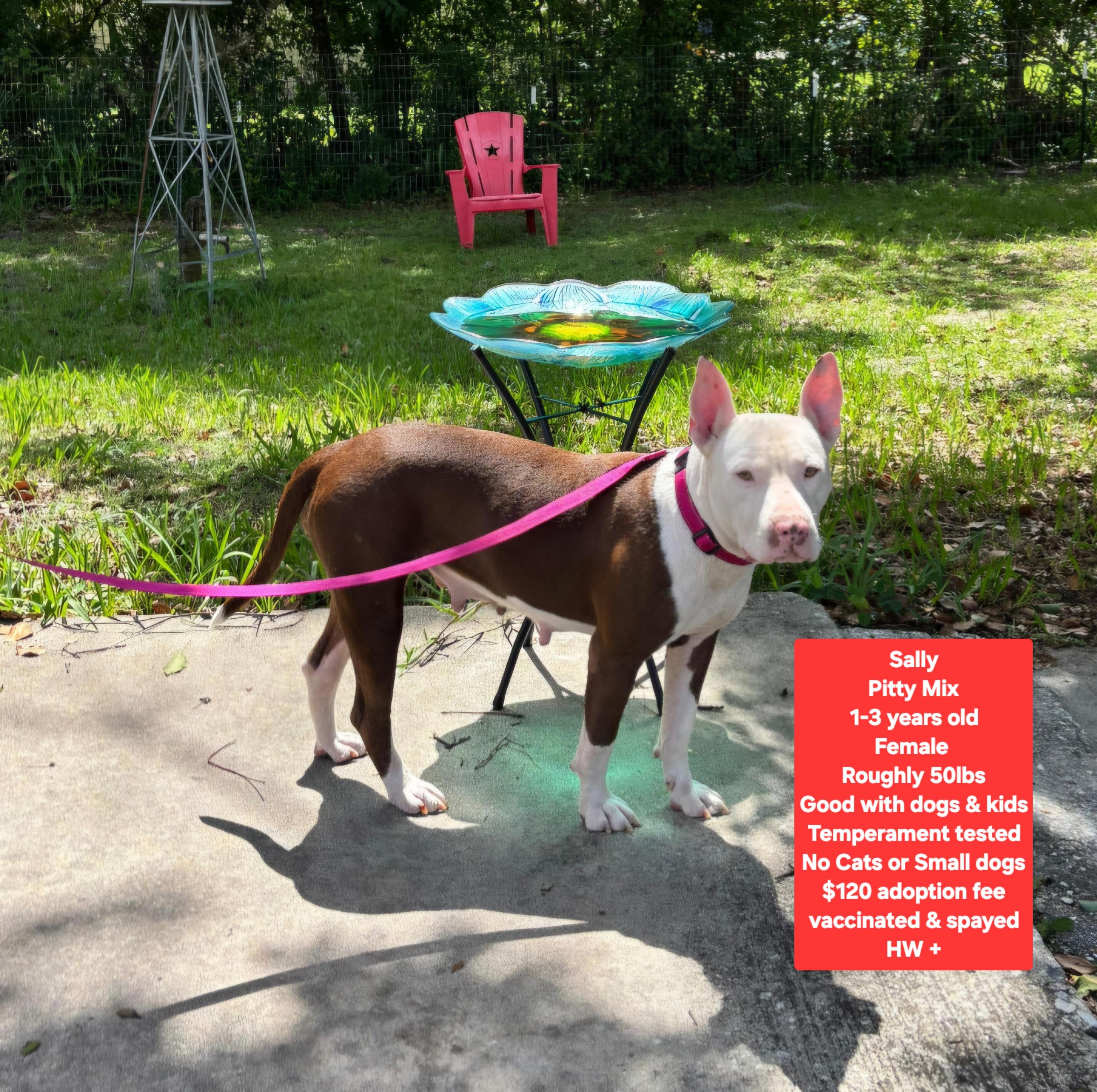 Enlarge Sally, a ADOPTABLE mixed breed in Oviedo, FL image 1/1