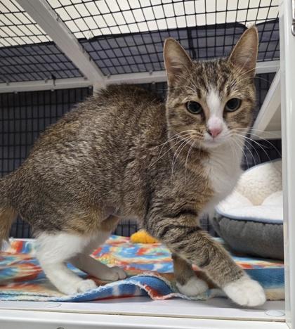 Brulee, Adoptable, Young Female Domestic Short Hair & Domestic Short Hair.