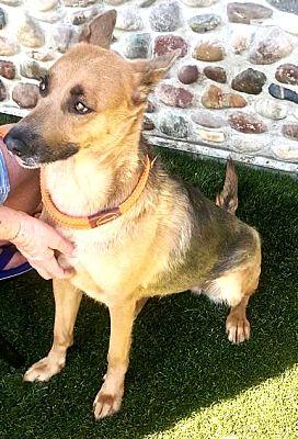 Yvette, Adoptable, Young Female German Shepherd Dog.
