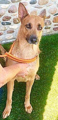 Enlarge Yvette, a Adoptable German Shepherd Dog in Fallbrook, CA image 2/3