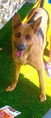 Enlarge Yvette, a Adoptable German Shepherd Dog in Fallbrook, CA image 3/3