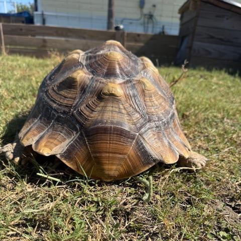 Indy (Bonnie), Adoptable, Adult Male Sulcata.