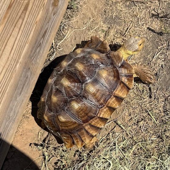 Enlarge Indy (Bonnie), a Adoptable Sulcata in San Marcos, TX image 2/3