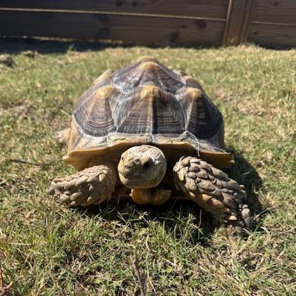 Enlarge Indy (Bonnie), a Adoptable Sulcata in San Marcos, TX image 3/3