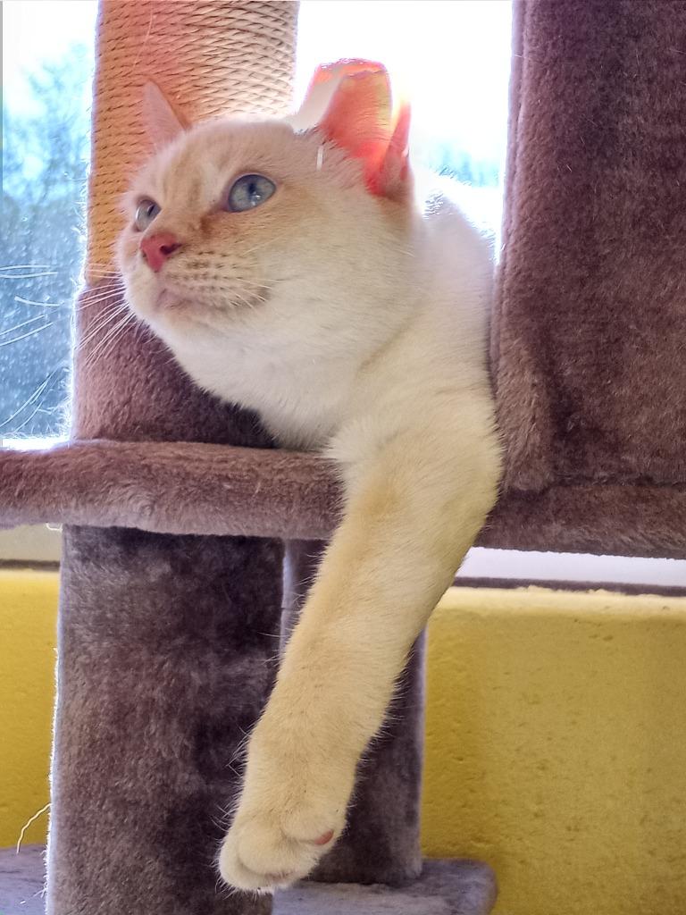 Starfire, Adoptable, Young Female Domestic Short Hair.