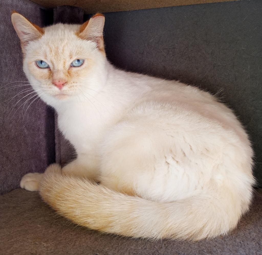 Enlarge Starfire, a Adoptable mixed breed in Hamilton, OH image 2/2