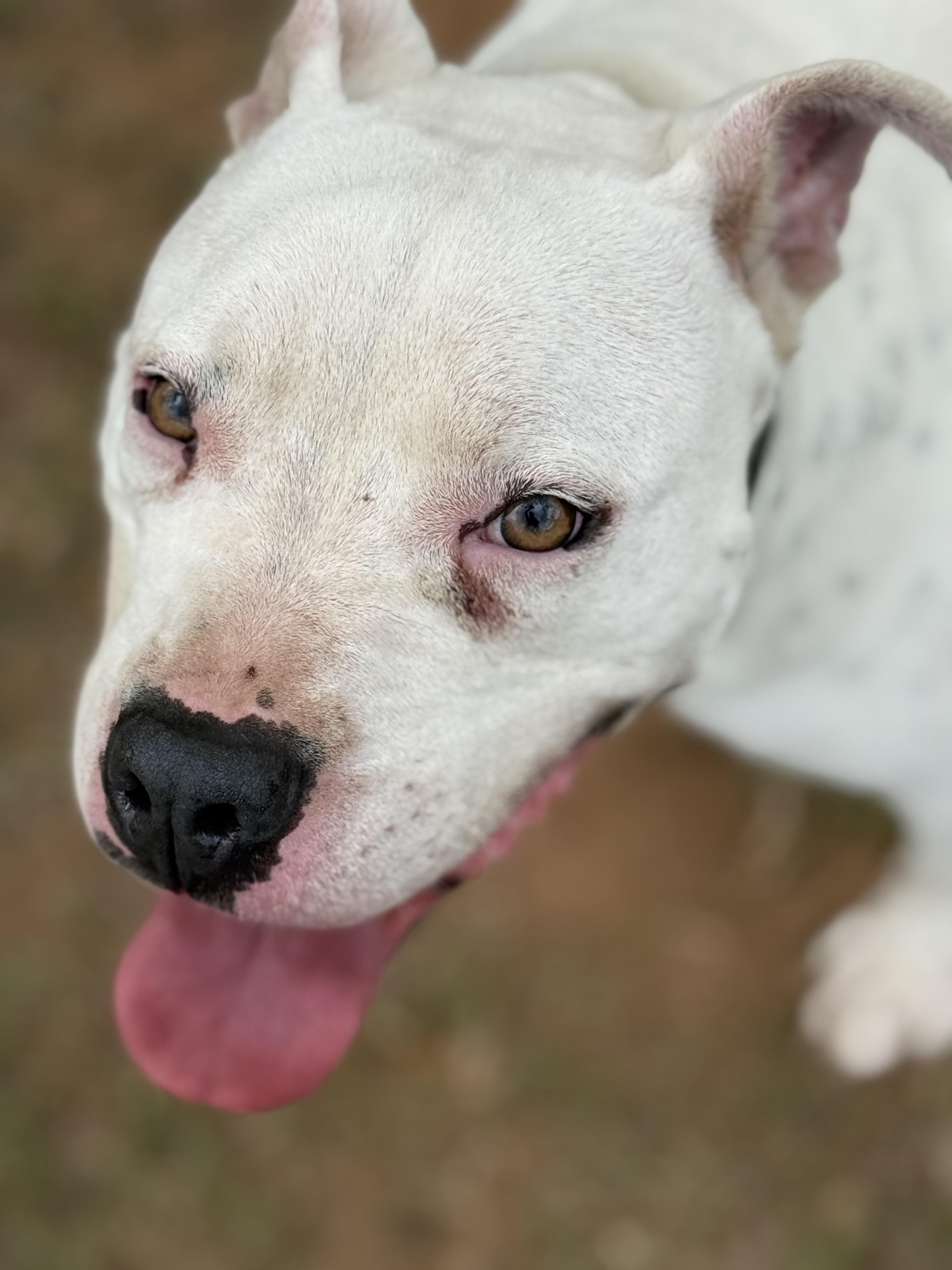 Enlarge Archie, a Adoptable mixed breed in Mount Hermon, LA image 3/6