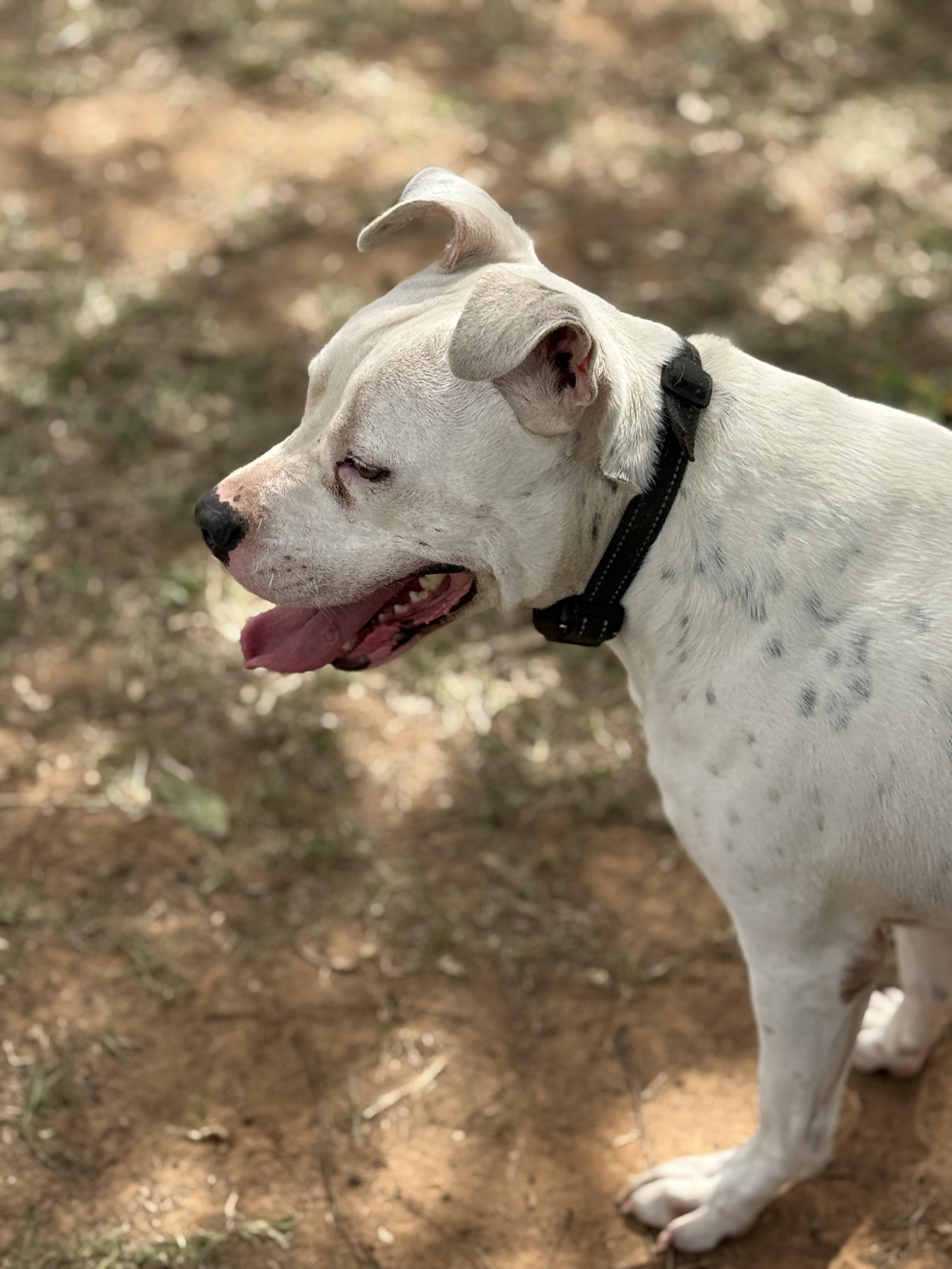Enlarge Archie, a Adoptable mixed breed in Mount Hermon, LA image 6/6