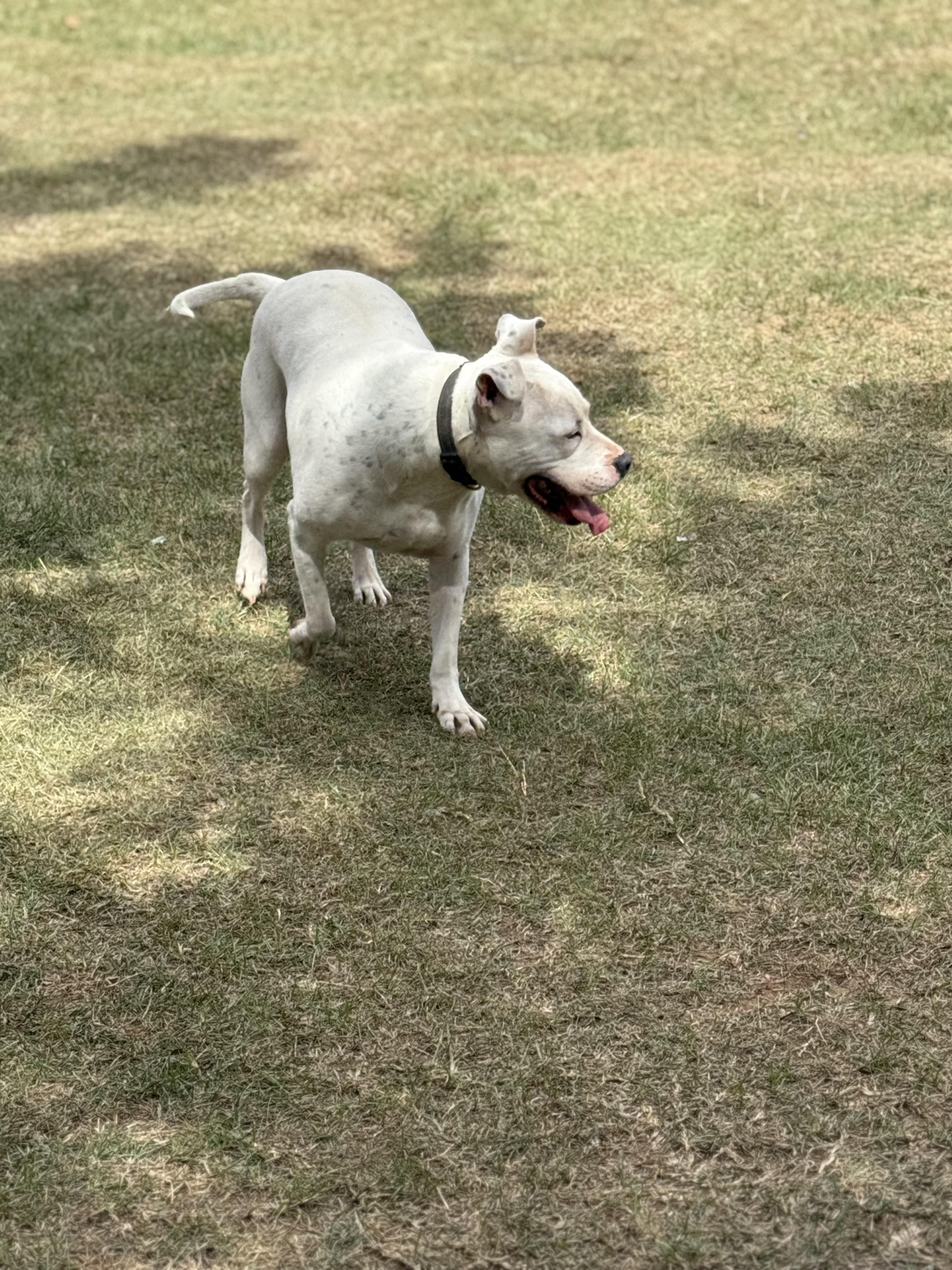 Enlarge Archie, a Adoptable mixed breed in Mount Hermon, LA image 4/6