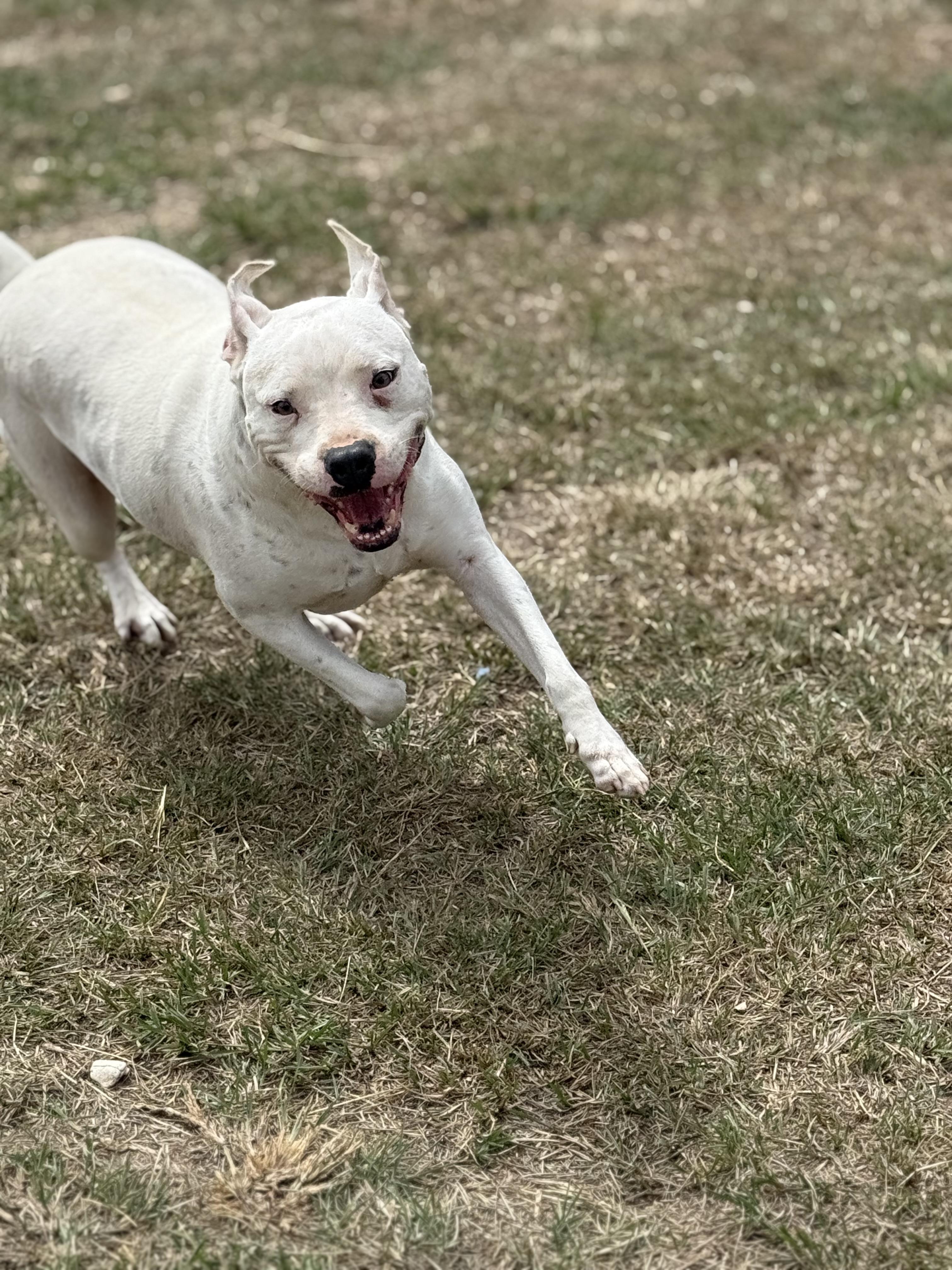 Enlarge Archie, a Adoptable mixed breed in Mount Hermon, LA image 2/6