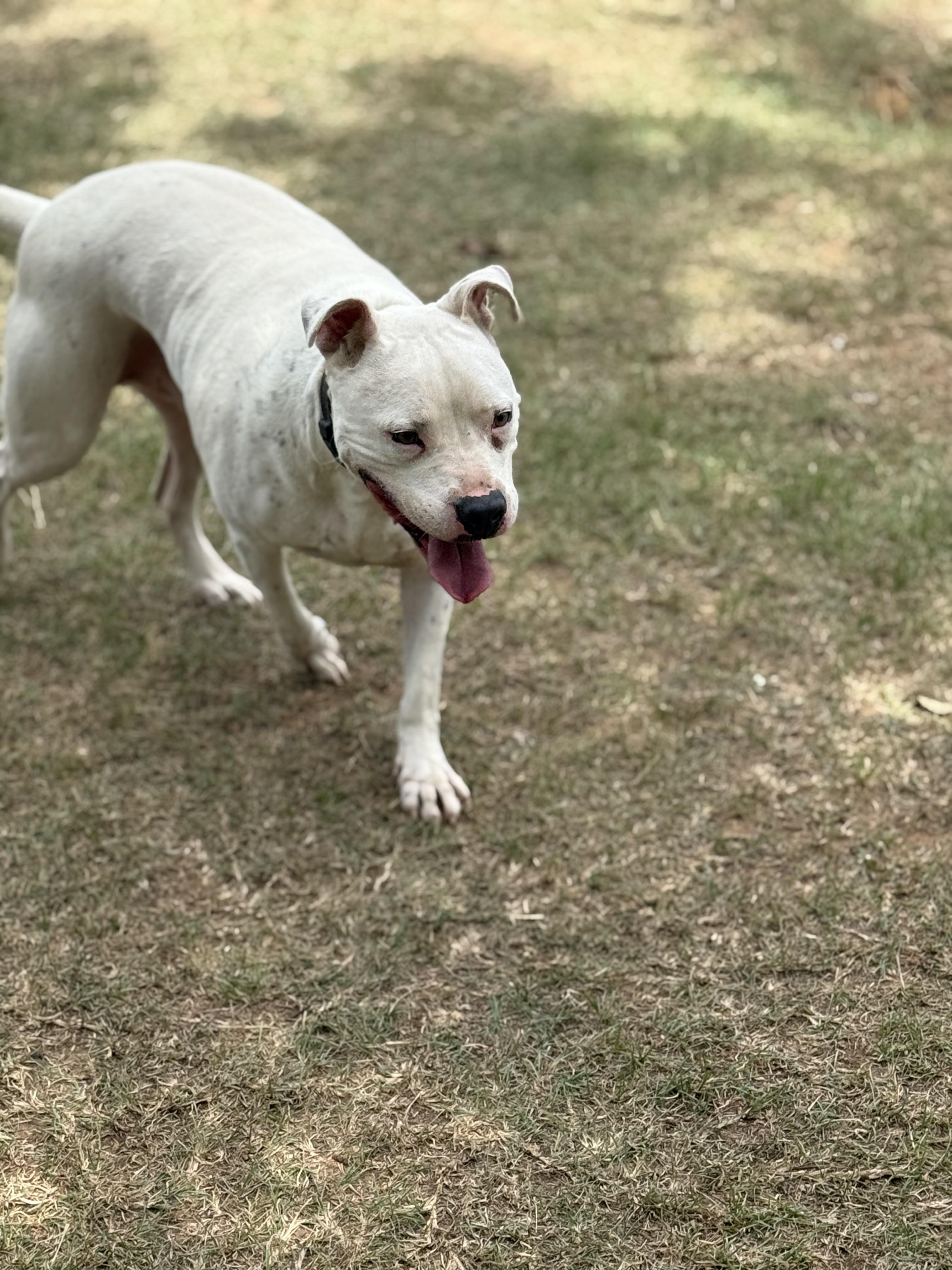 Archie, Adoptable, Adult Male Pit Bull Terrier.