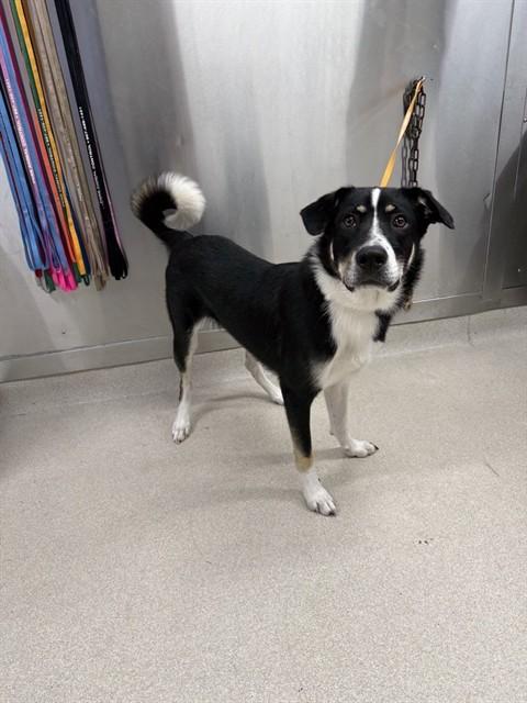 Enlarge ACE, a Adoptable mixed breed in Fairbanks, AK image 1/1