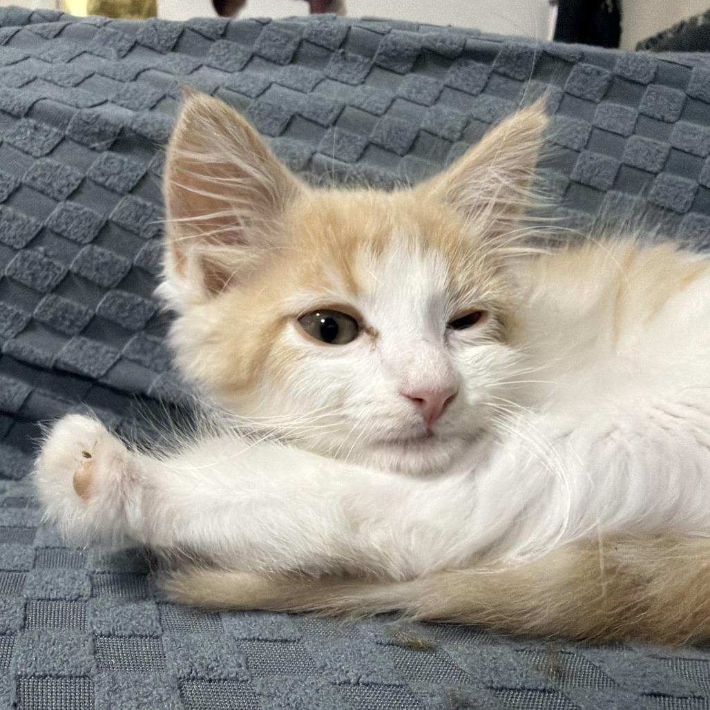 MoneyPenny, Adoptable, Kitten Female Domestic Short Hair.