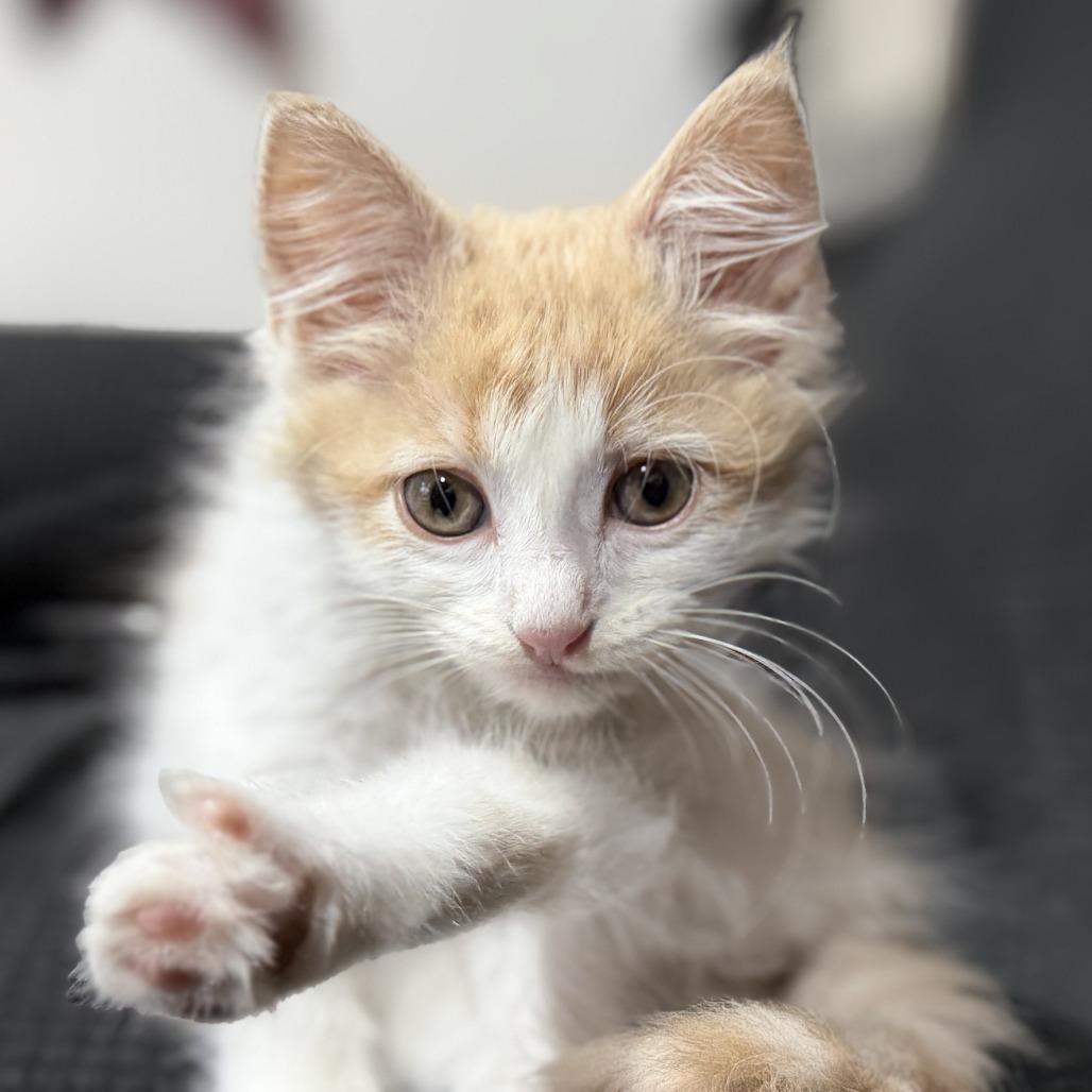 MoneyPenny, a Adoptable Domestic Short Hair in Los Angeles, CA image 2/4