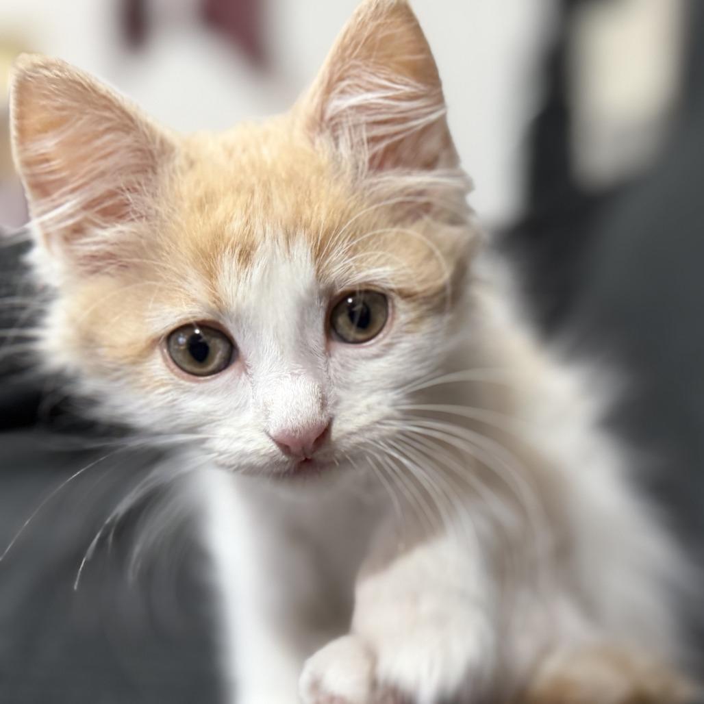 MoneyPenny, a Adoptable Domestic Short Hair in Los Angeles, CA image 4/4