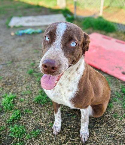 Paulina *volunteer favorite, an adopted German Shorthaired Pointer & Husky Mix in Thousand Oaks, CA_image-1