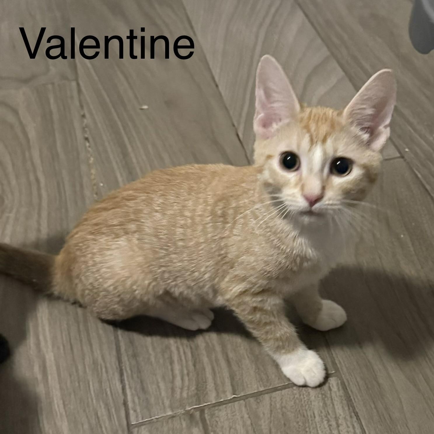 Valentine, adopted, Kitten Male Domestic Short Hair.