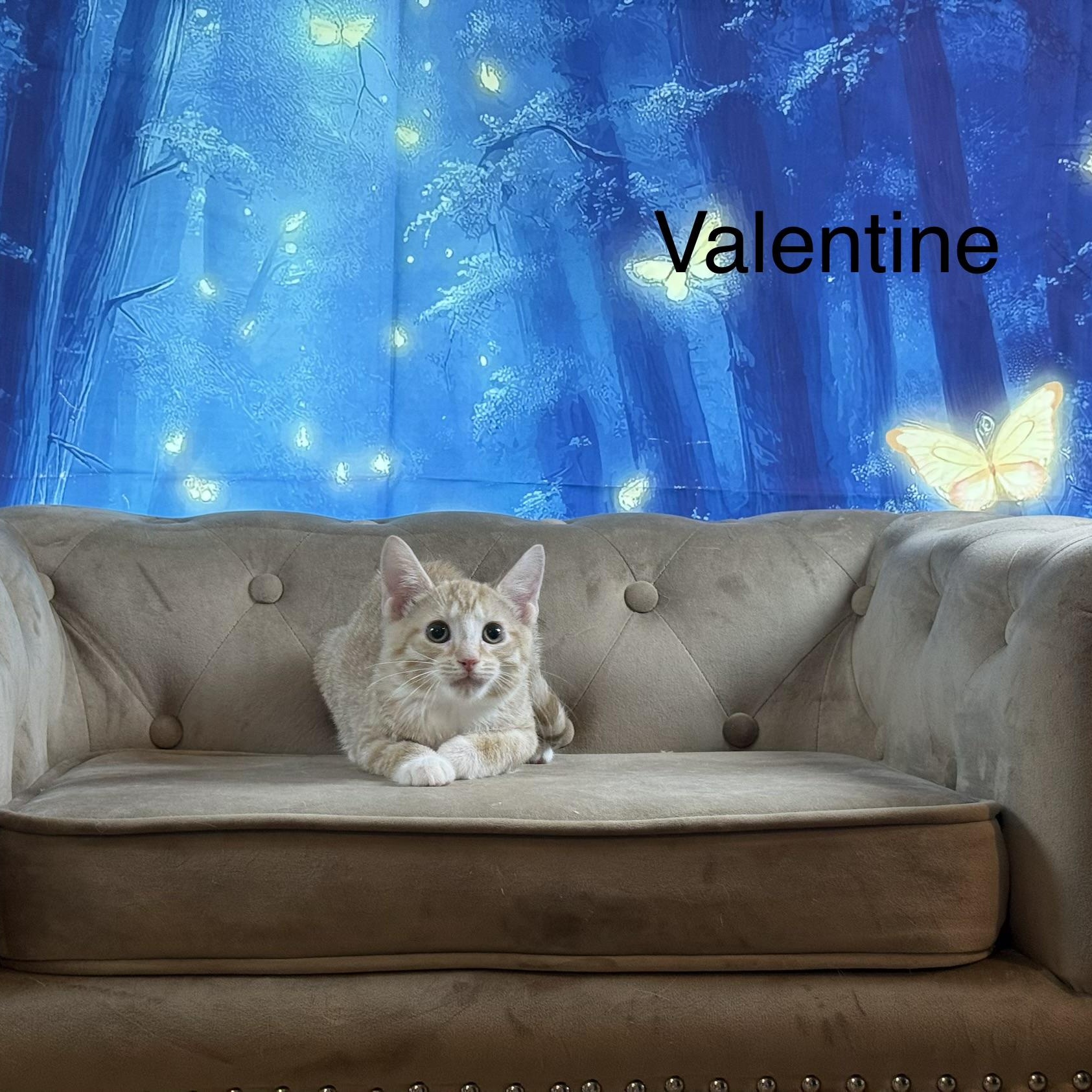 Enlarge Valentine, an adopted Domestic Short Hair in Homestead, PA image 2/4