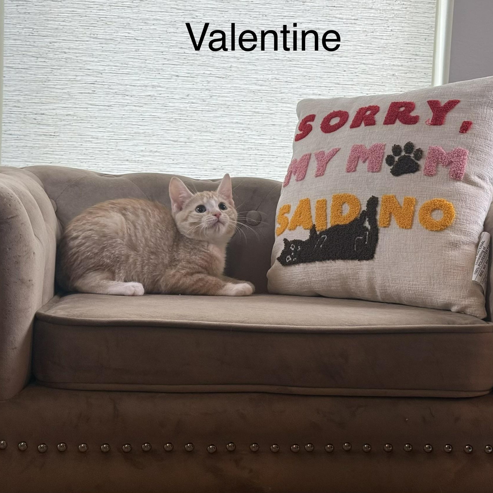 Enlarge Valentine, an adopted Domestic Short Hair in Homestead, PA image 3/4
