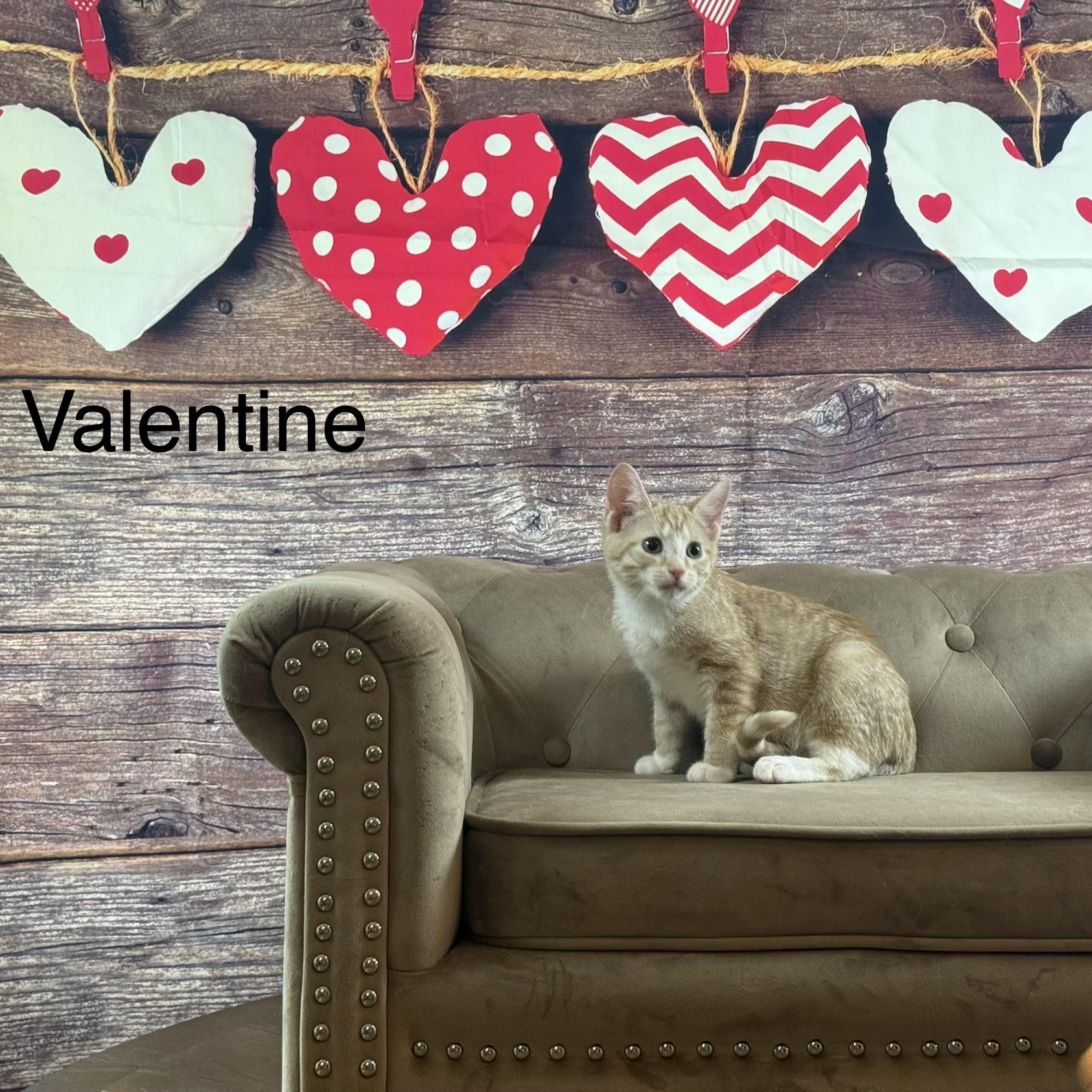 Enlarge Valentine, an adopted Domestic Short Hair in Homestead, PA image 4/4