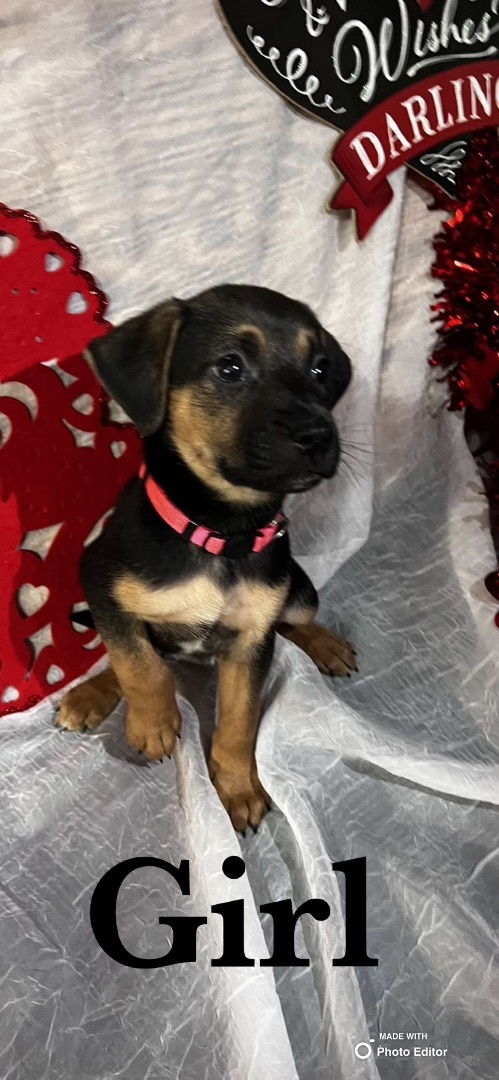 Rose, an adopted Shepherd Mix in Sealy, TX_image-1