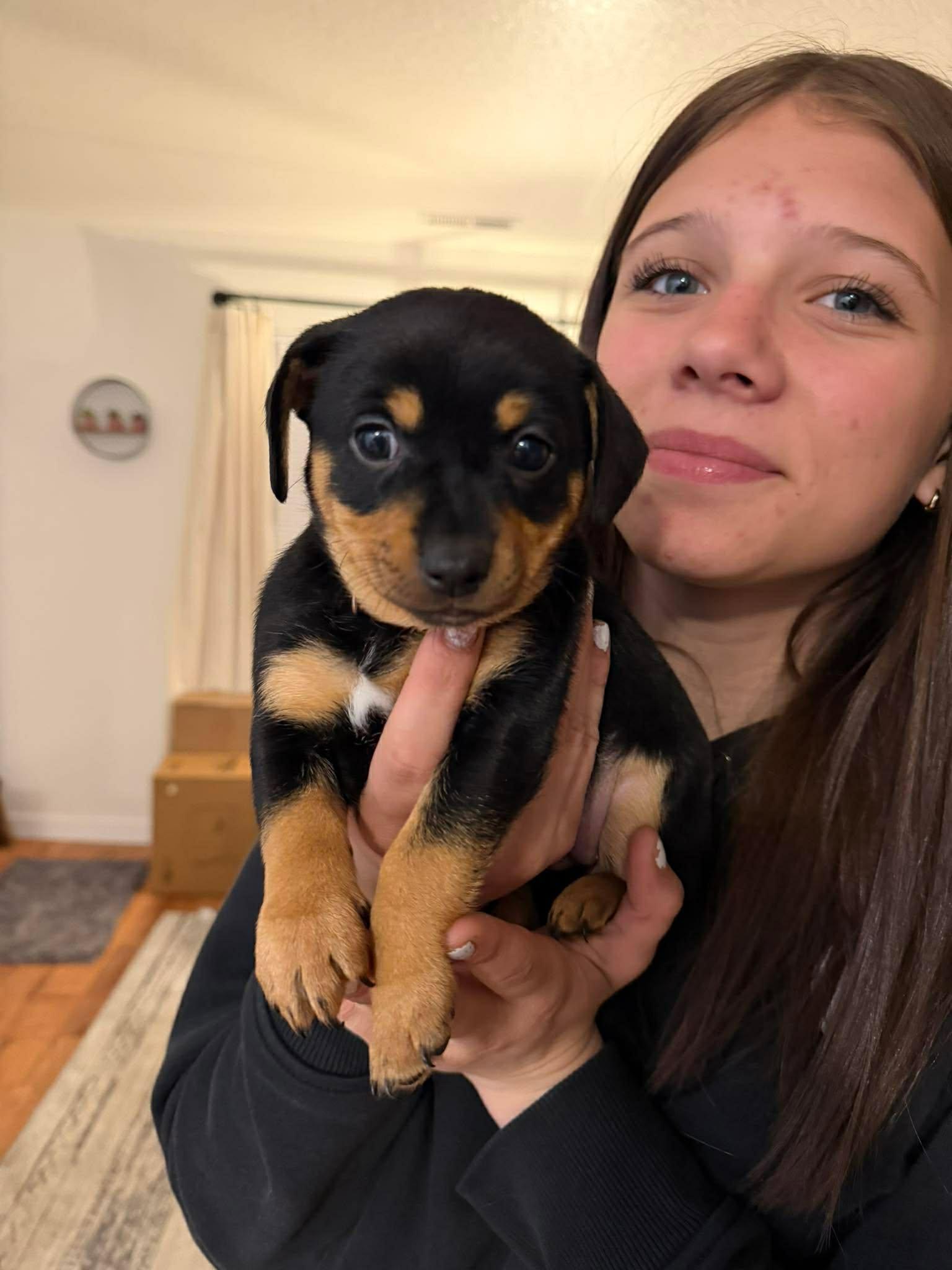 Enlarge Romy, a Adoptable Chihuahua in Roseburg, OR image 2/6