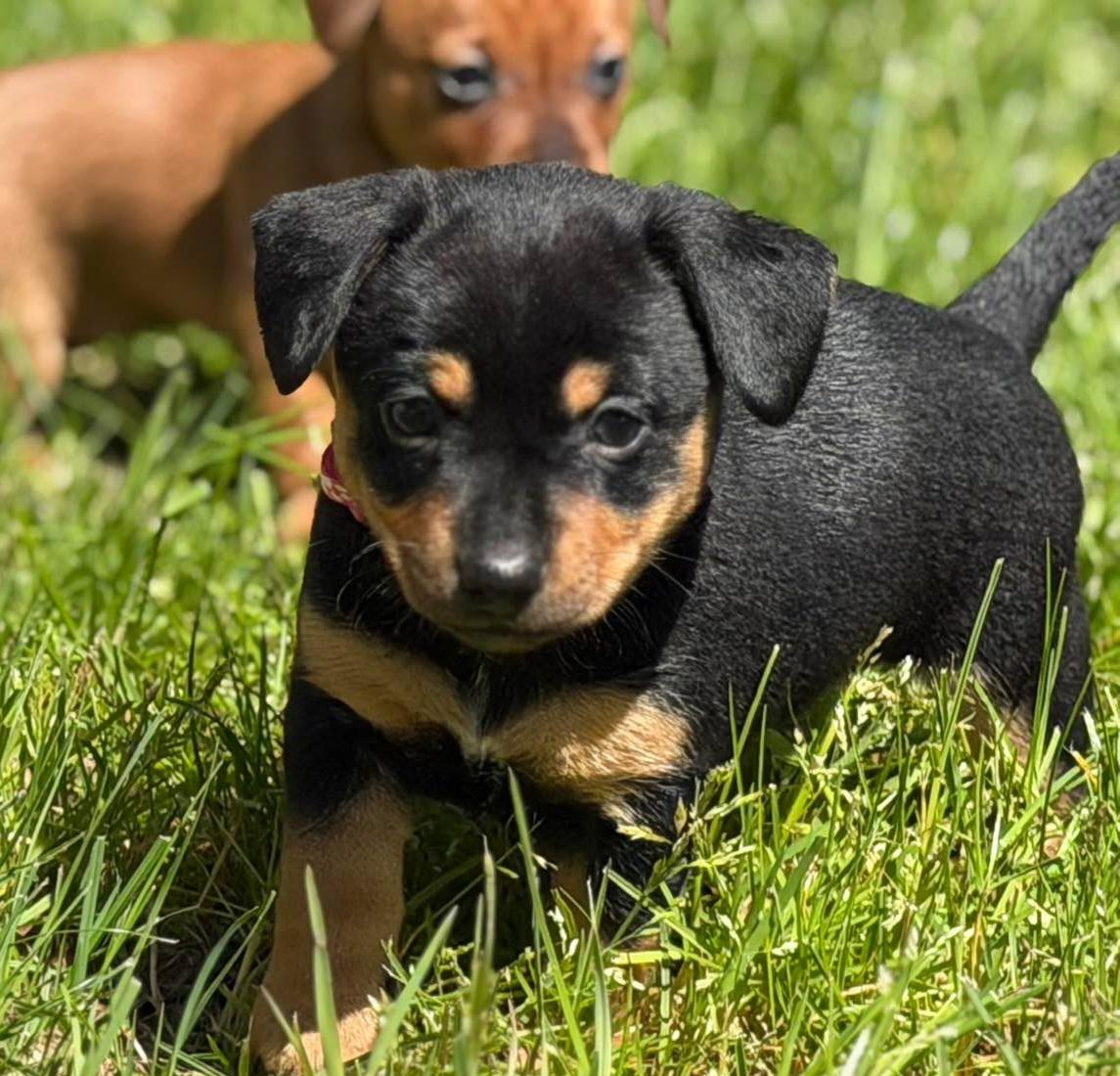 Romy, Adoptable, Puppy Female Chihuahua.