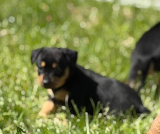 Enlarge Romy, a Adoptable Chihuahua in Roseburg, OR image 4/6