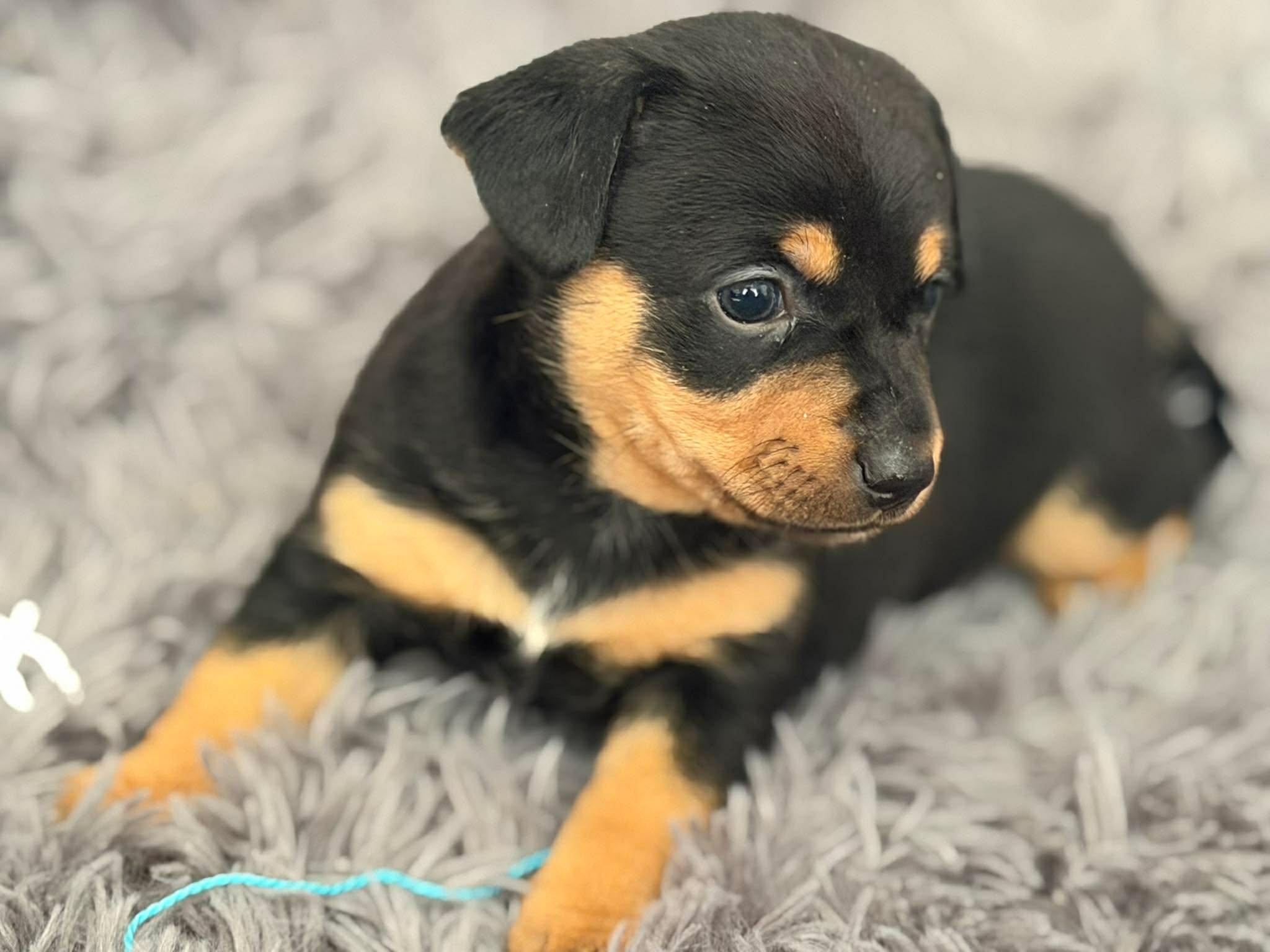 Enlarge Romy, a Adoptable Chihuahua in Roseburg, OR image 3/6