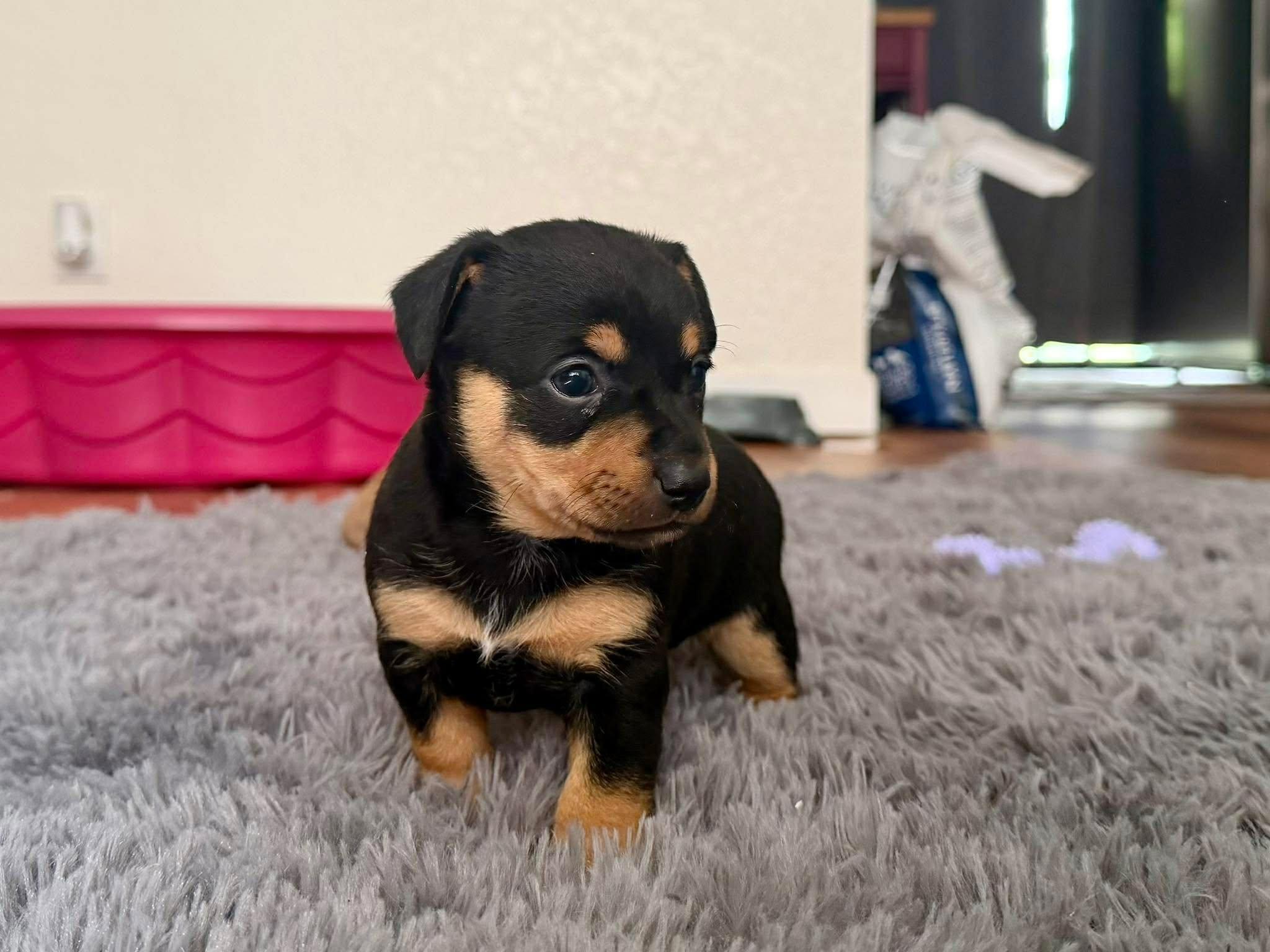 Enlarge Romy, a Adoptable Chihuahua in Roseburg, OR image 5/6