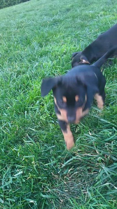 Enlarge Romy, a Adoptable mixed breed in Roseburg, OR video 6/6