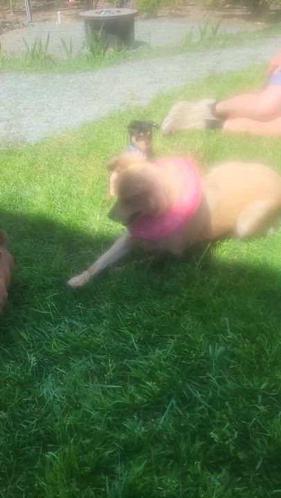 Enlarge Romy, a Adoptable mixed breed in Roseburg, OR video 5/6