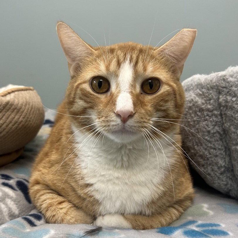 Enlarge Thatch, a Adopted Domestic Short Hair in New Castle, DE image 1/3