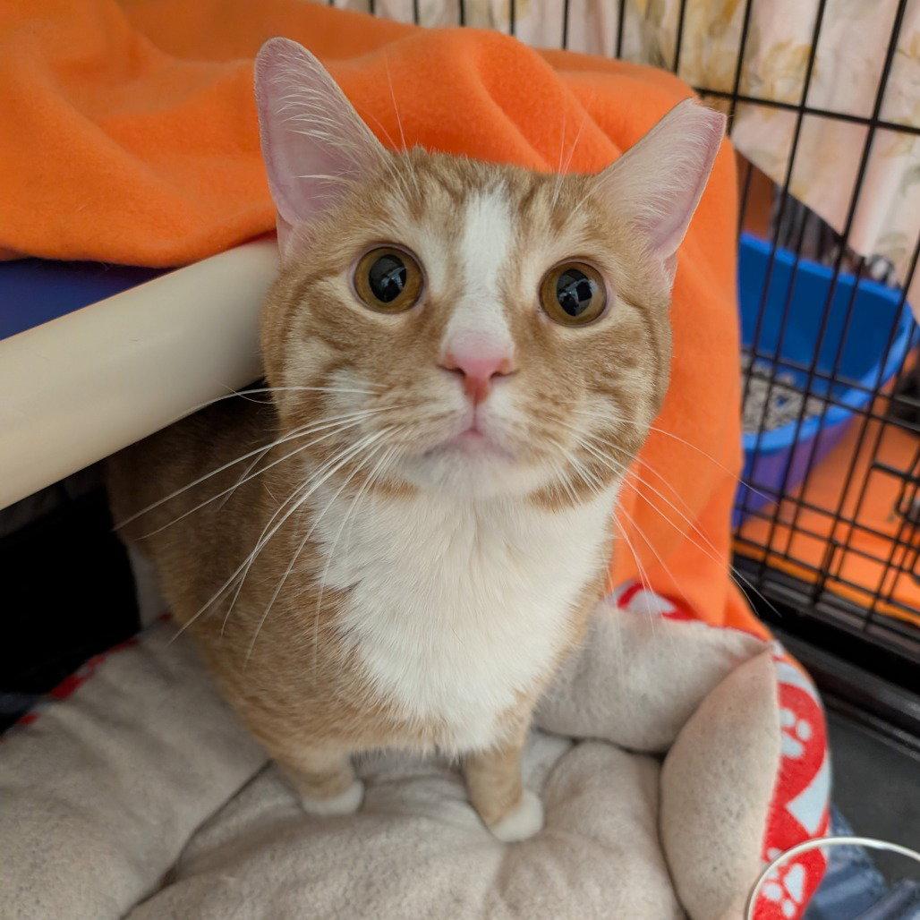 Enlarge Thatch, a Adopted Domestic Short Hair in New Castle, DE image 2/3