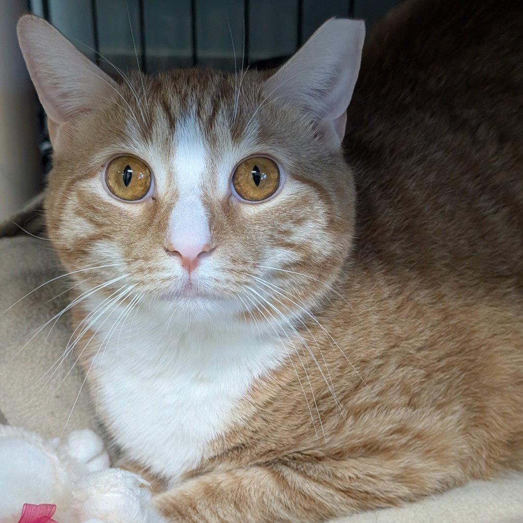 Thatch, Adopted, Adult Male Domestic Short Hair.