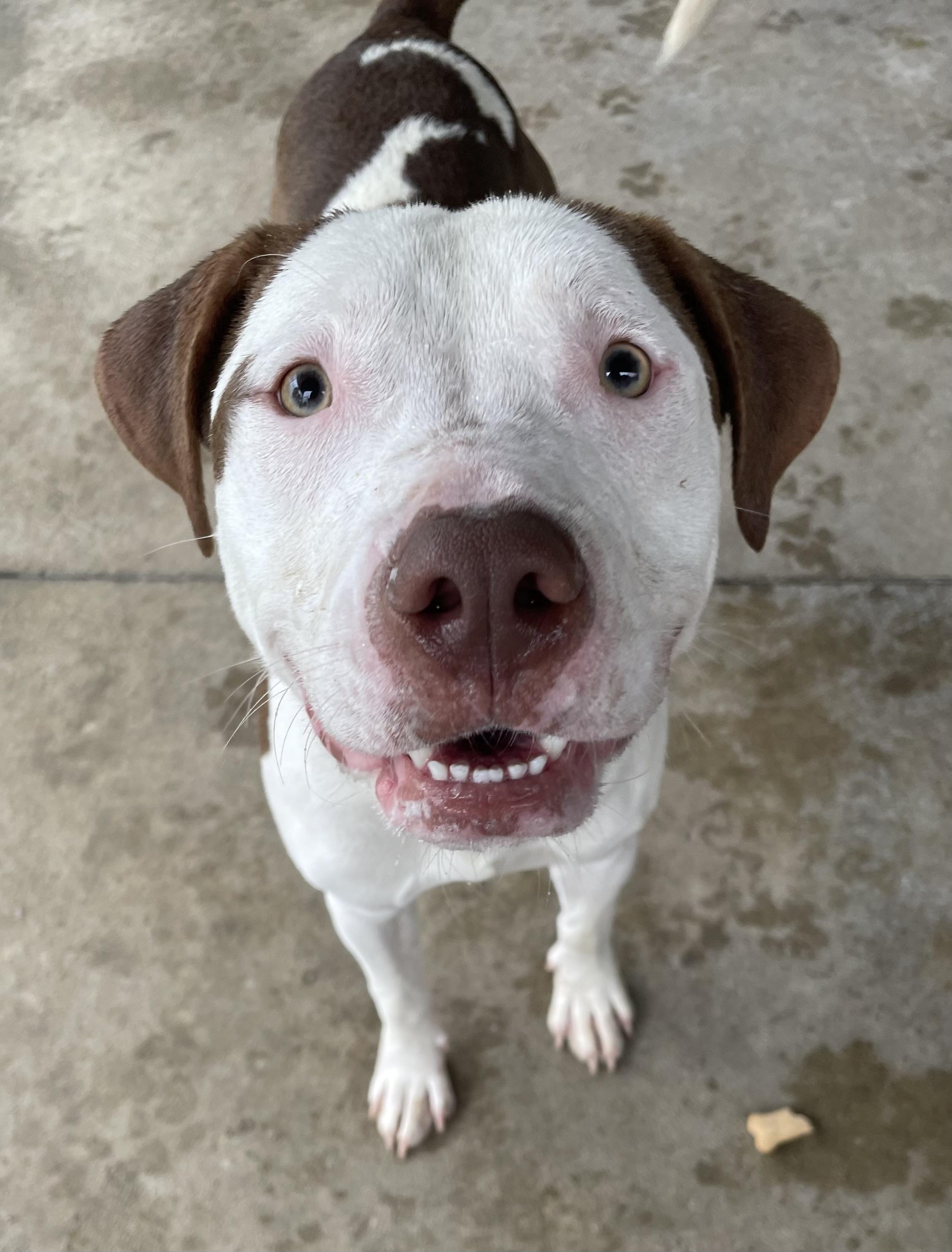 Enlarge Mac AVAILABLE, a ADOPTABLE mixed breed in Canton, OH image 4/6