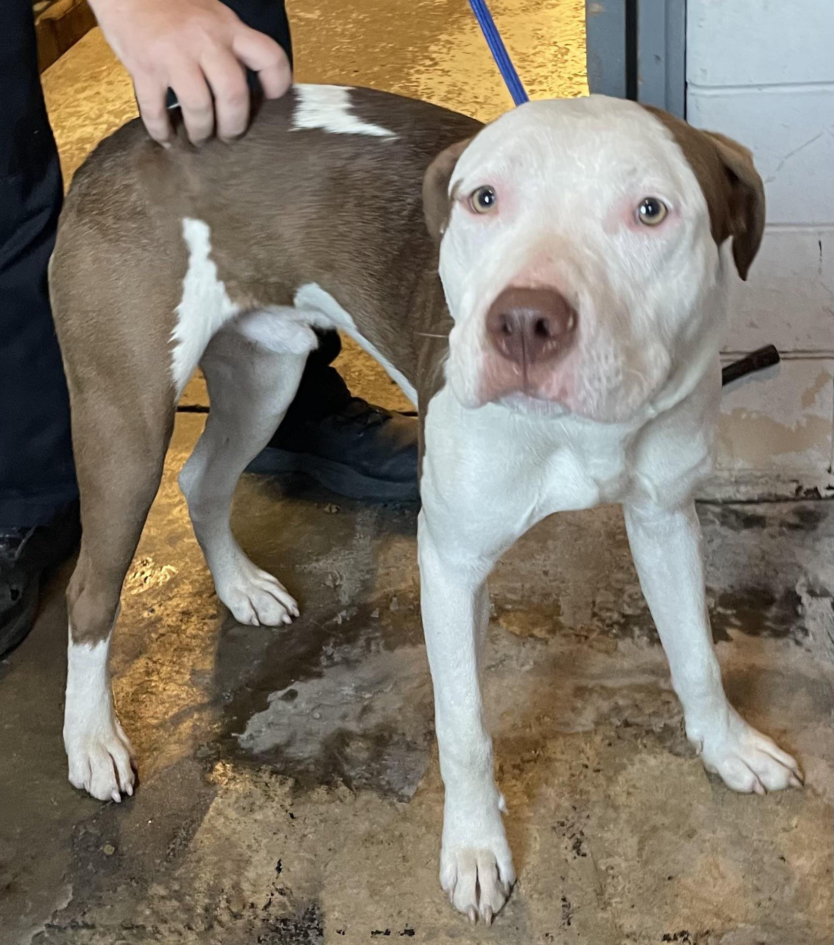Enlarge Mac AVAILABLE, a ADOPTABLE mixed breed in Canton, OH image 6/6