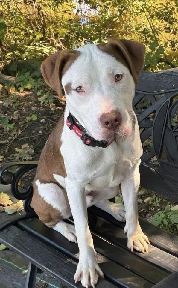 Mac ADOPTED, Adoptable, Young Male American Bully.
