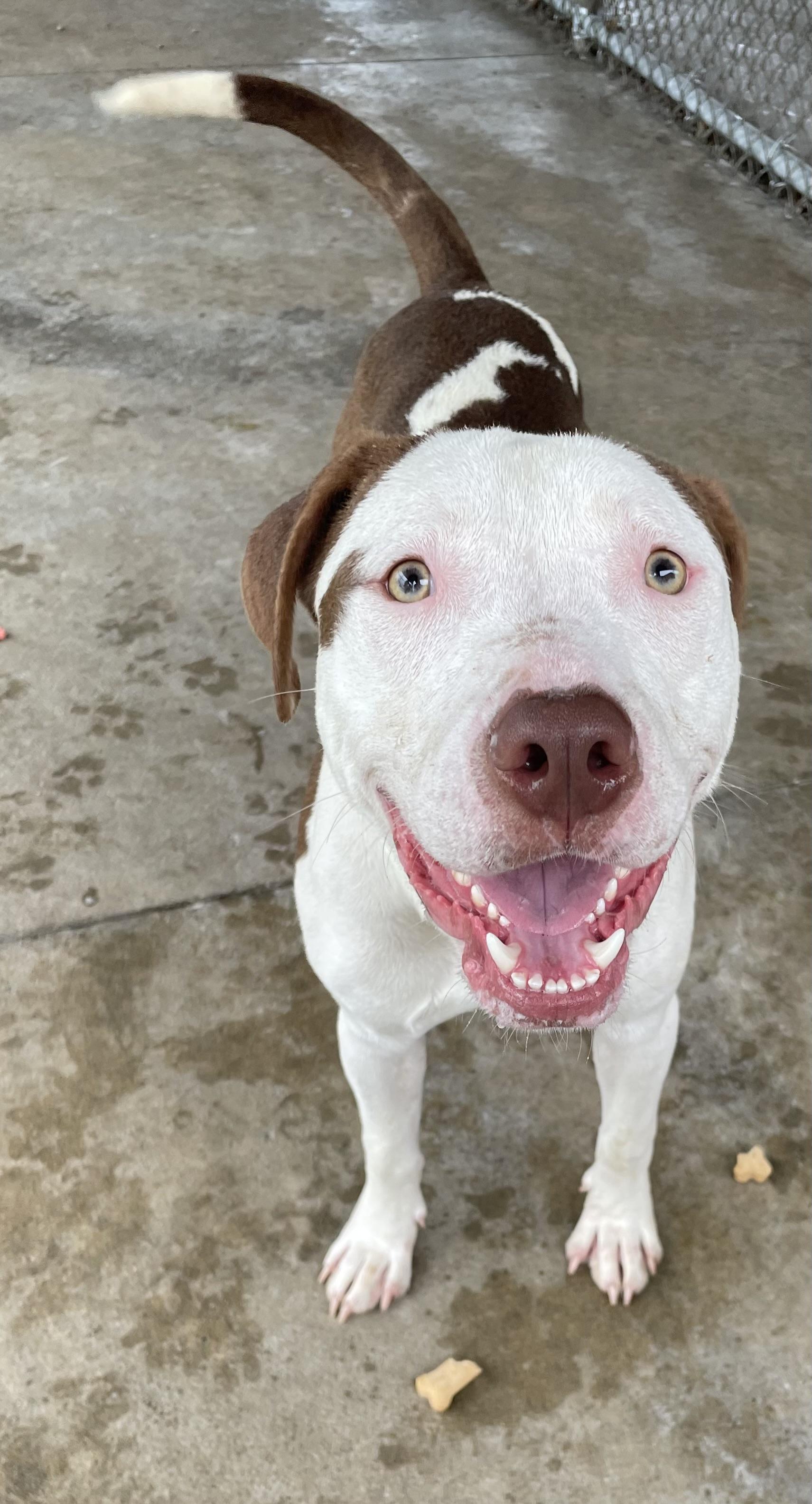 Enlarge Mac AVAILABLE, a ADOPTABLE mixed breed in Canton, OH image 5/6