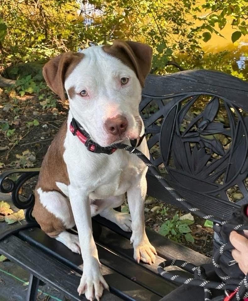 Mac AVAILABLE, ADOPTABLE, Young Male American Bully.