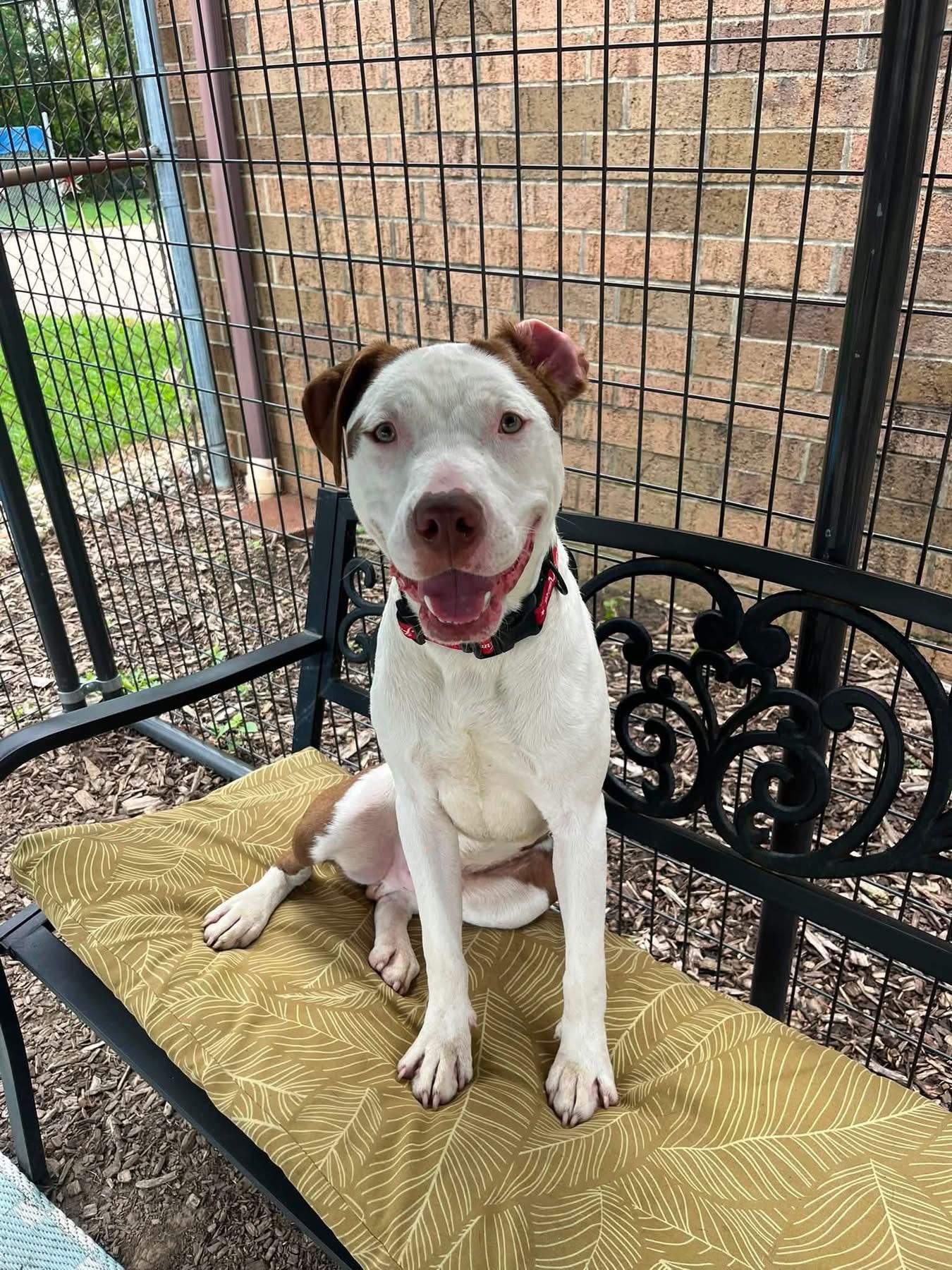 Enlarge Mac AVAILABLE, a ADOPTABLE mixed breed in Canton, OH image 2/6