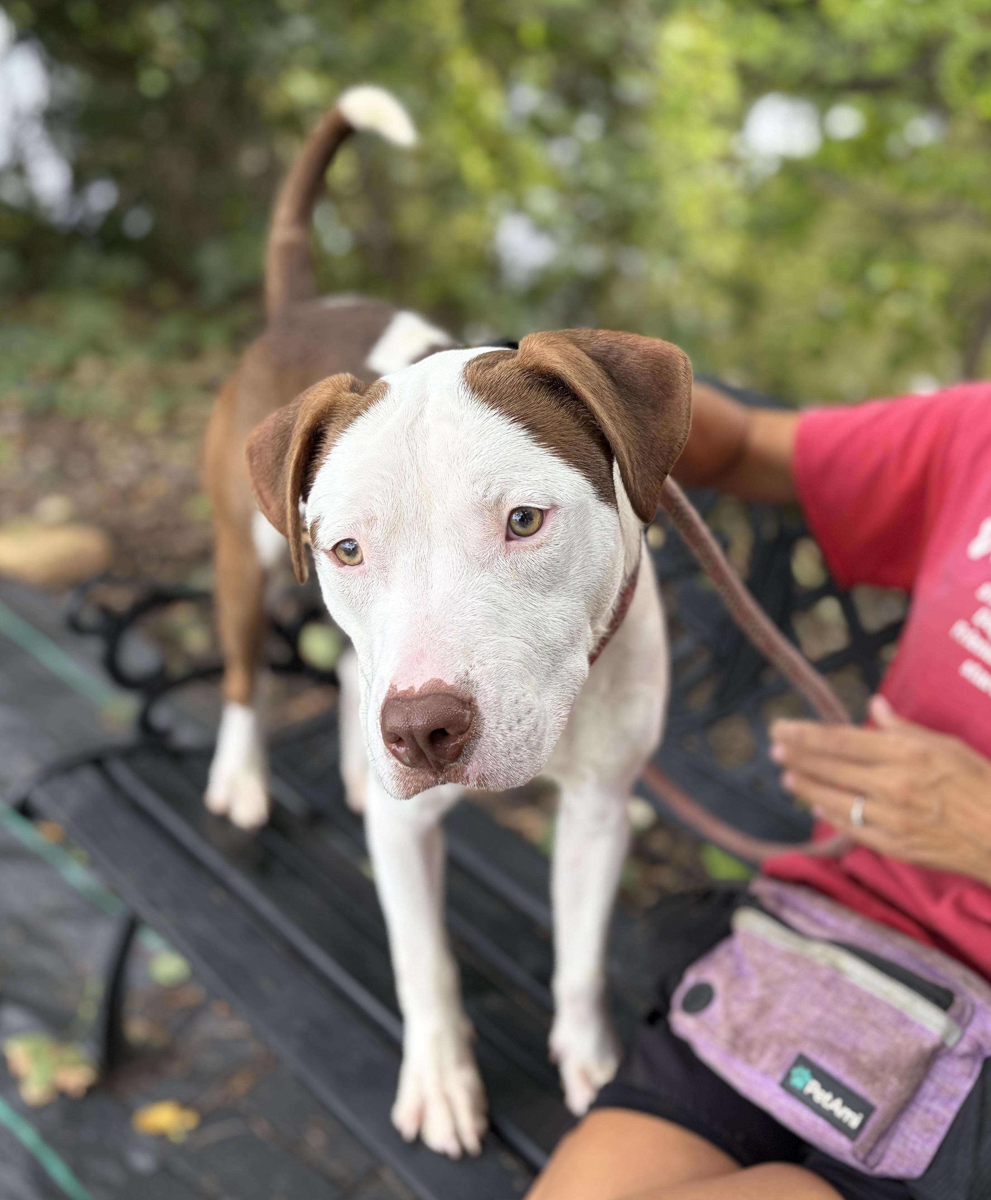 Enlarge Mac AVAILABLE, a ADOPTABLE mixed breed in Canton, OH image 3/6