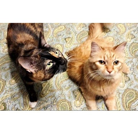 Cleopatra, Adoptable, Adult Female Calico.